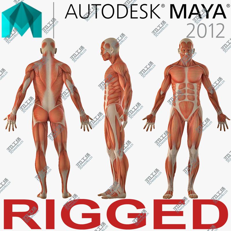 images/goods_img/2021040232/3D model Anatomy Male Muscular System Rigged for Maya/1.jpg